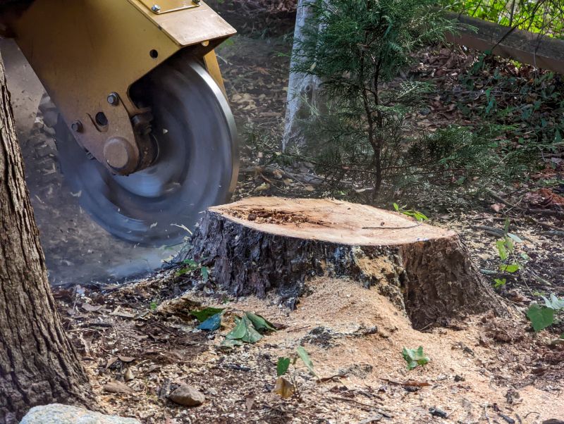 Bamboo Stump Removal in Prince Georges County, MD