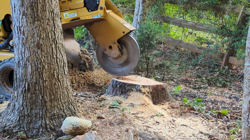 Tree Stump Grinding