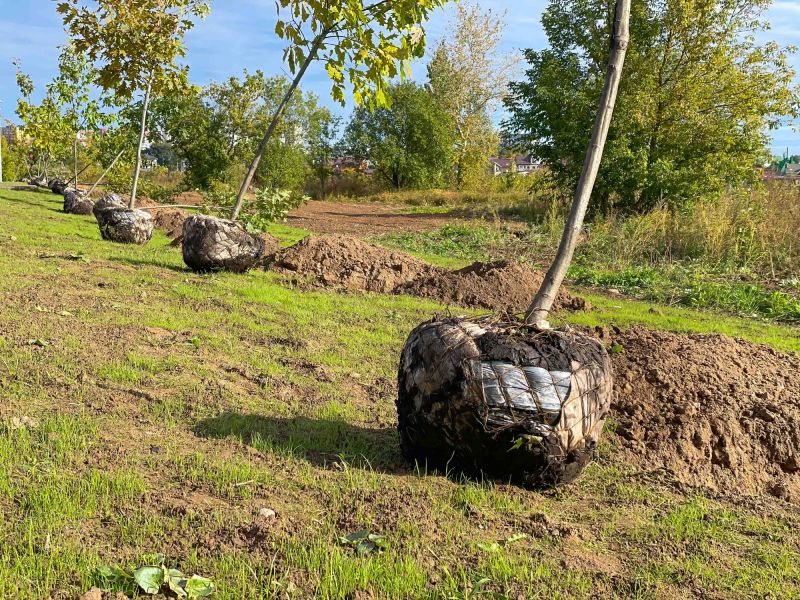 Tree Root Grinding