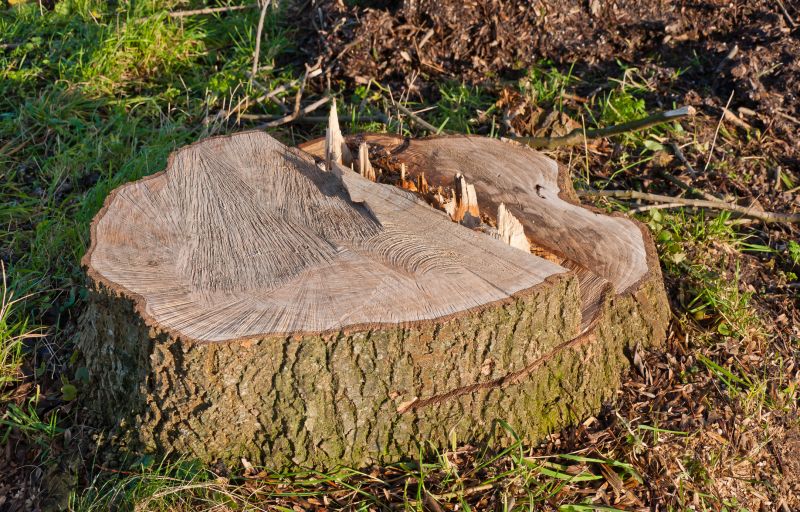 Mulch from Tree Stump Grindings