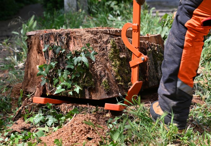 Tree Stump Removal