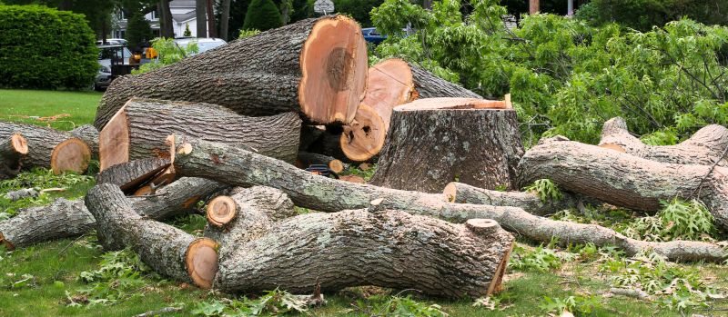 Tree Stump Removal