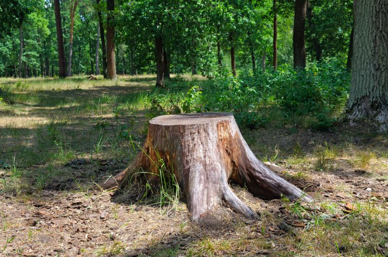Tree Stump Removal in Aiken, SC