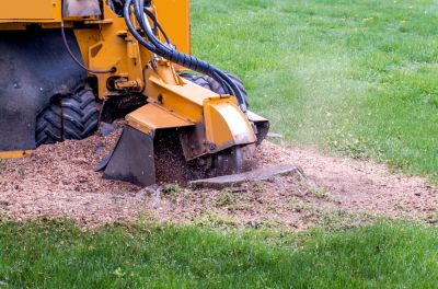Lawn Preservation